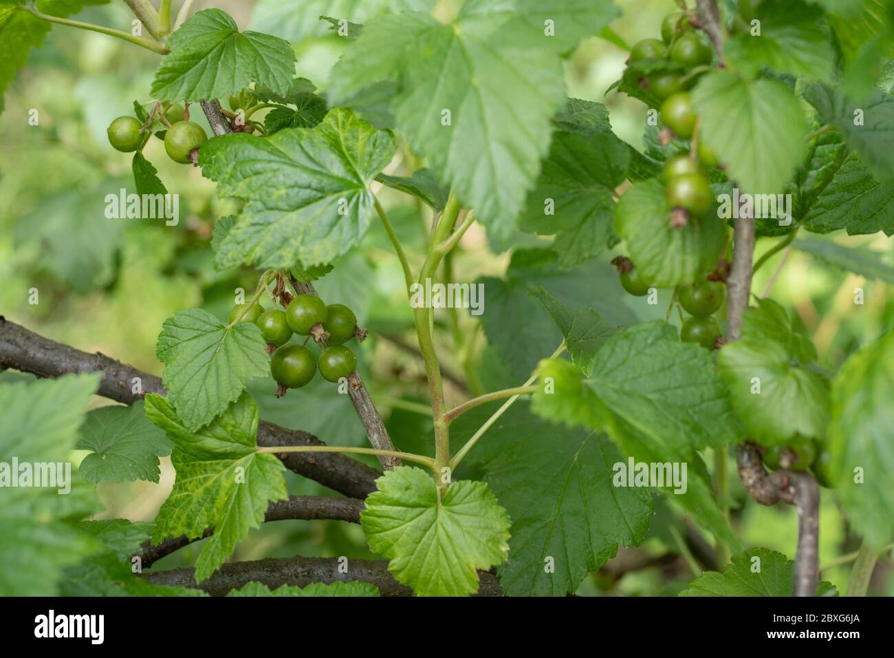I ribes crescono nel giardino Foto Stock