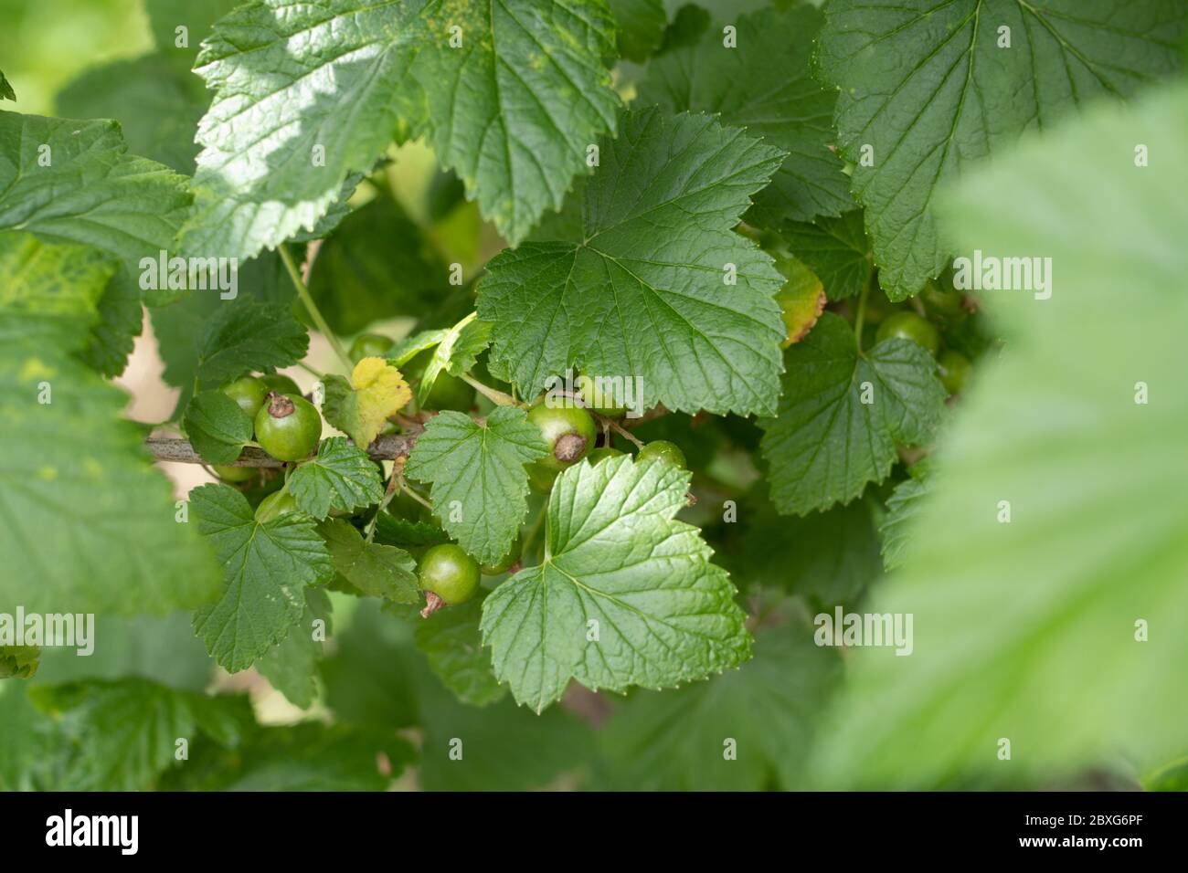 I ribes crescono nel giardino Foto Stock