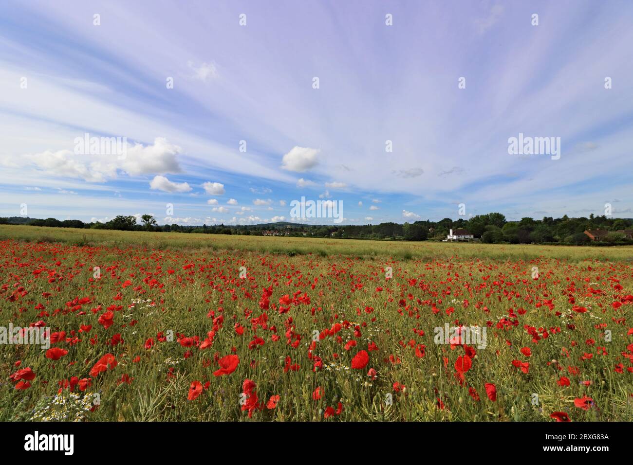 Guildford, Surrey, Regno Unito. 07 giugno 2020. Un bellissimo campo di papaveri rossi combinato con un cielo spettacolare rende una splendida esposizione nella campagna del Surrey vicino a Guildford. Credit: Julia Gavin/Alamy Live News Foto Stock