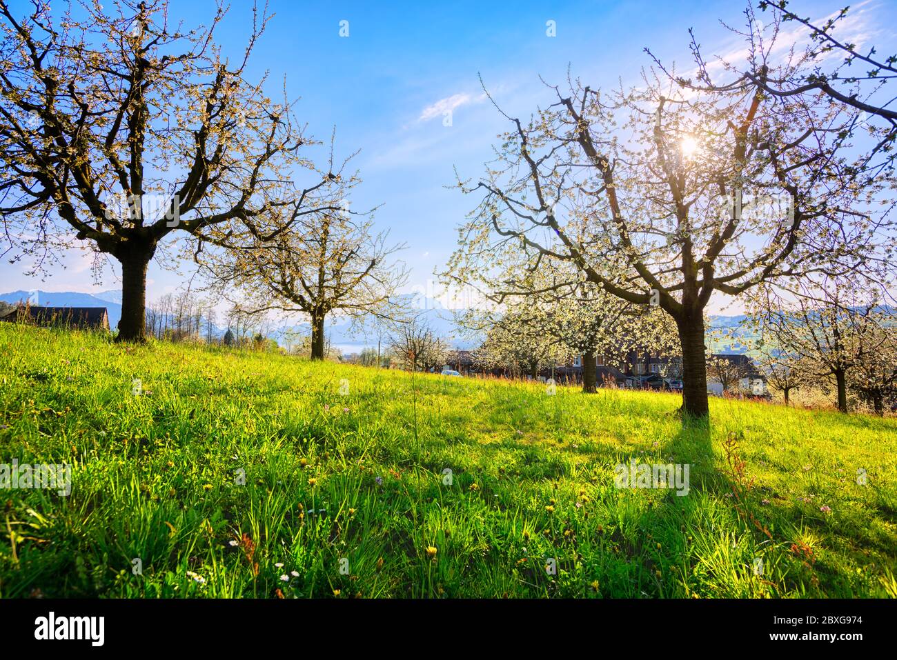 Primavera fioritura di ciliegi in un giardino sulle Alpi svizzere sul lago di Lucerna, Rigi, Svizzera Foto Stock