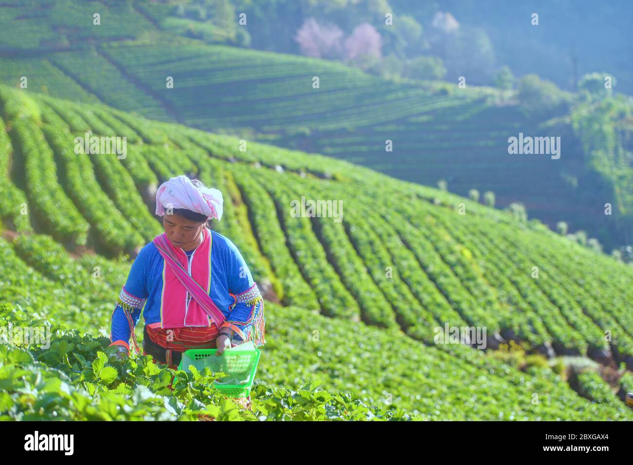Agricoltore che lavora su una fattoria di fragole all'alba, Doi Ang Khang, Chiang mai, Thailandia Foto Stock