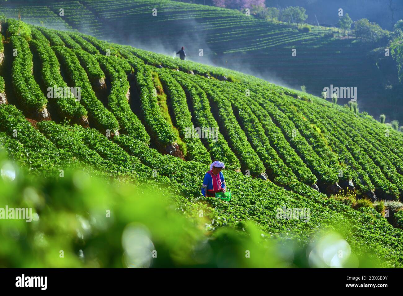 Agricoltore che lavora su una fattoria di fragole, Doi Ang Khang, Chiang mai, Thailandia Foto Stock