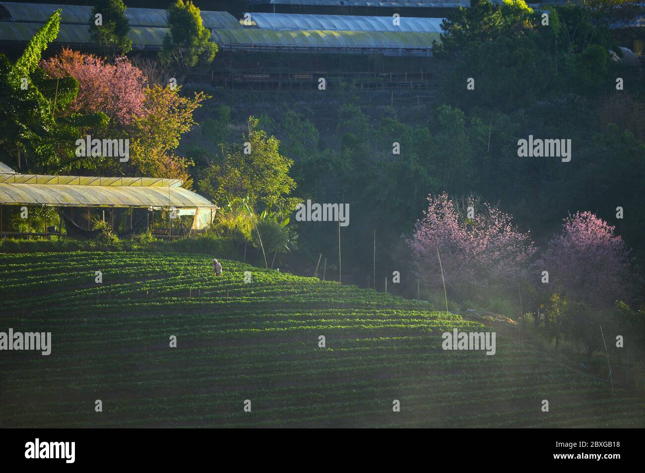Fattoria di fragole all'alba, Doi Ang Khang, Chiang mai, Thailandia Foto Stock