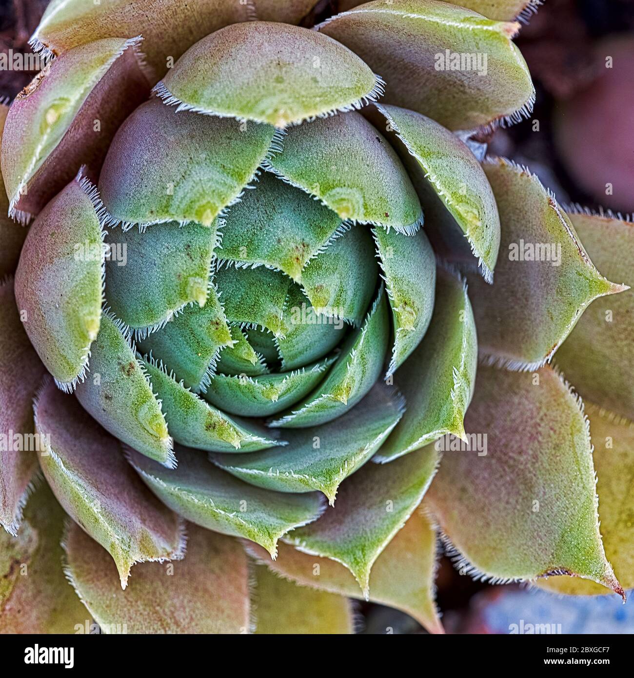 rosetta compatta di foglie succulente e carnose dai colori vivaci Foto Stock