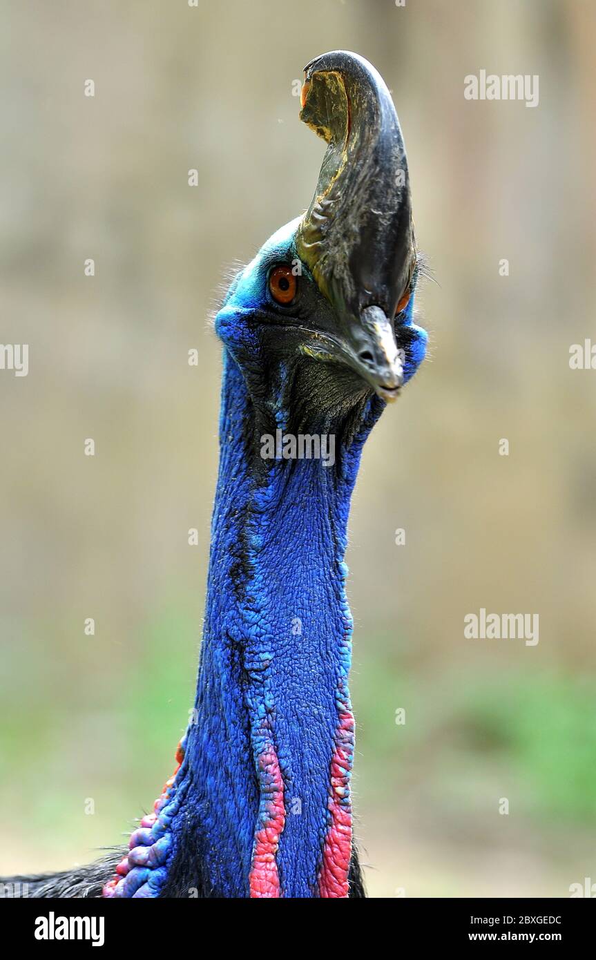 Gli uccelli Cassowary sono solitamente molto timidi e cauti da soli. Foto Stock