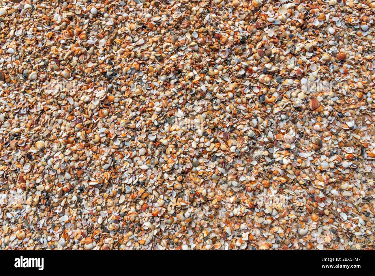 Vista dall'alto di piccole conchiglie marine colorate bagnate da vicino Foto Stock