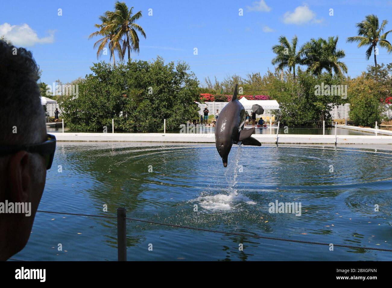 Guardare un salto con i delfini durante uno spettacolo. Foto Stock
