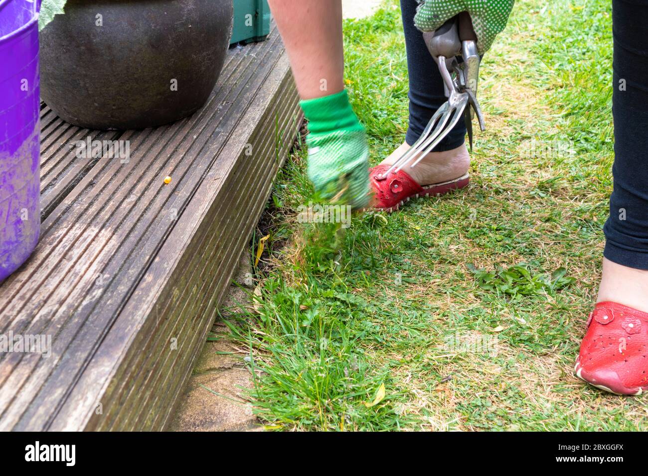 Svezzare il giardino, donna che tira erbacce da una chiatta d'erba, regno unito Foto Stock