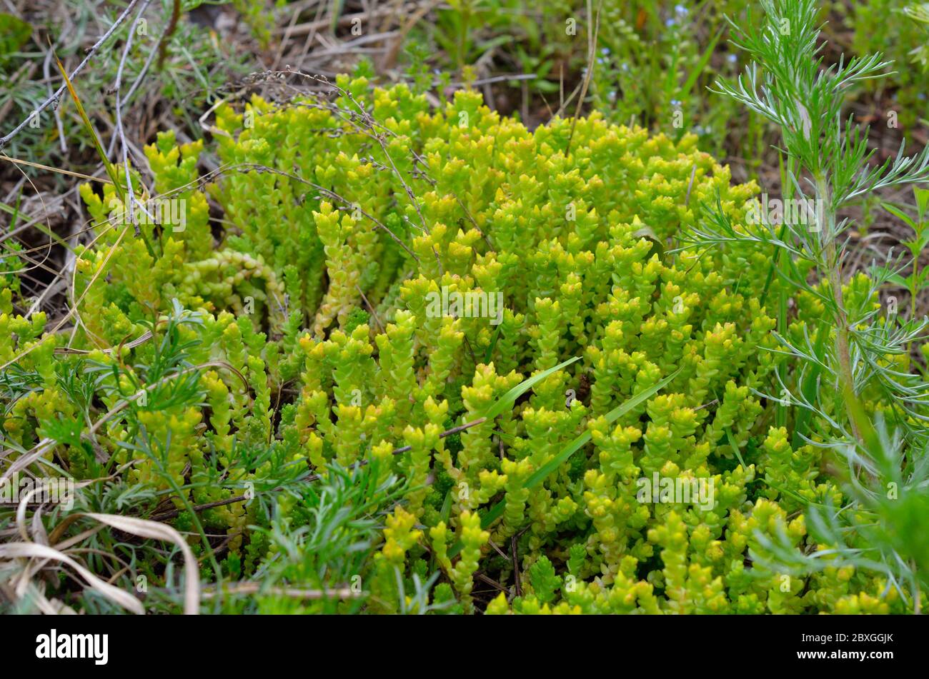 Sedum acro, comunemente noto come il goldmoss stonecrop, mosty stonecrop, goldmoss sedum, moring stonecrop e wallpepper. Foto Stock
