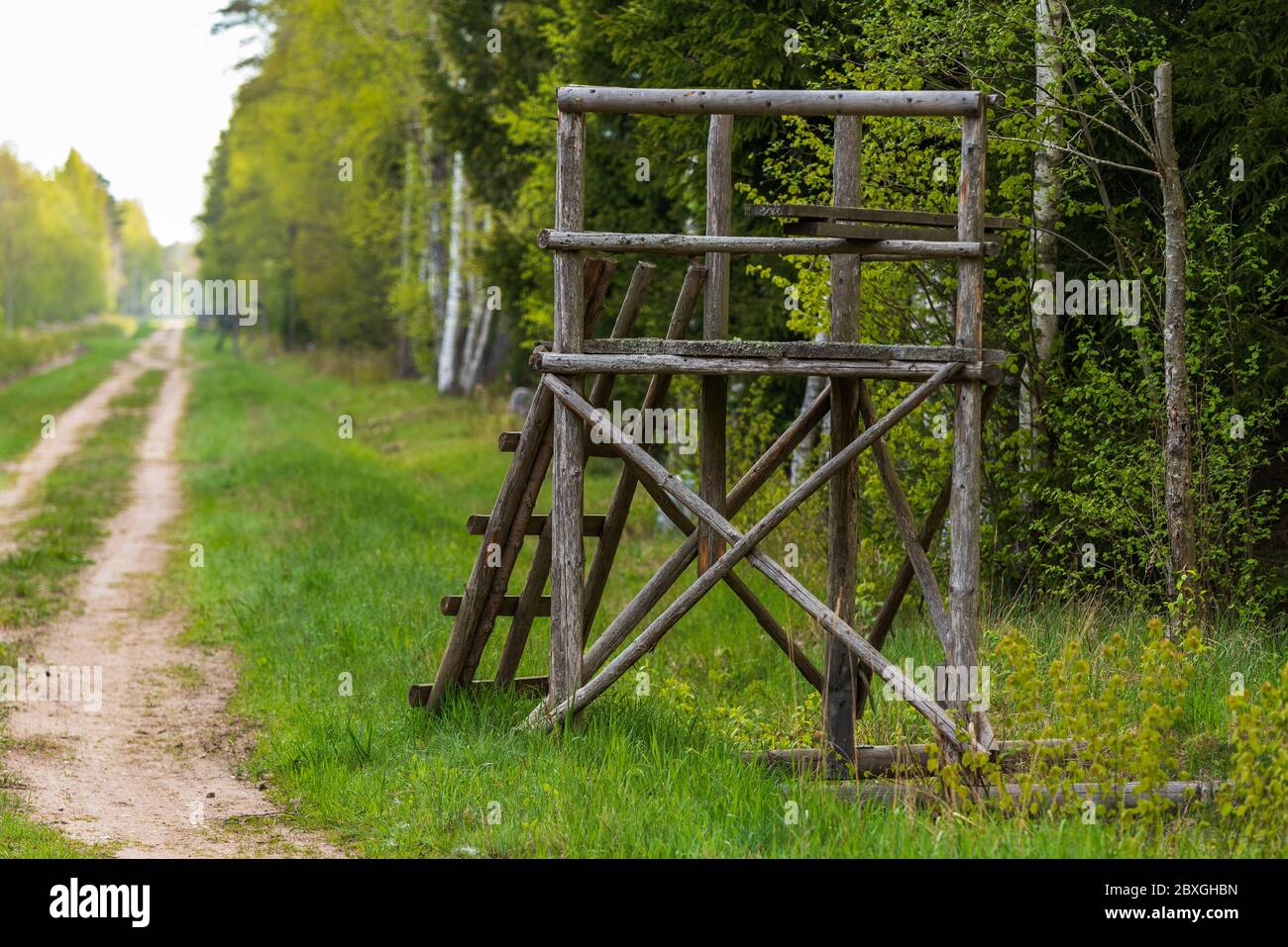 una piccola torre di caccia al tronco per la caccia a motore su cui si erge un cacciatore mentre si batte e attende di vedere la partita e di essere in grado di cacciarlo Foto Stock