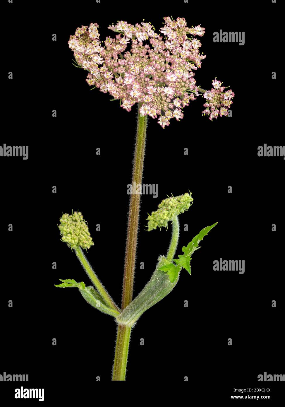 Testa di fiore di una forma rosa del fiore selvatico biennale britannico, Heracleum spondilium, su uno sfondo nero Foto Stock