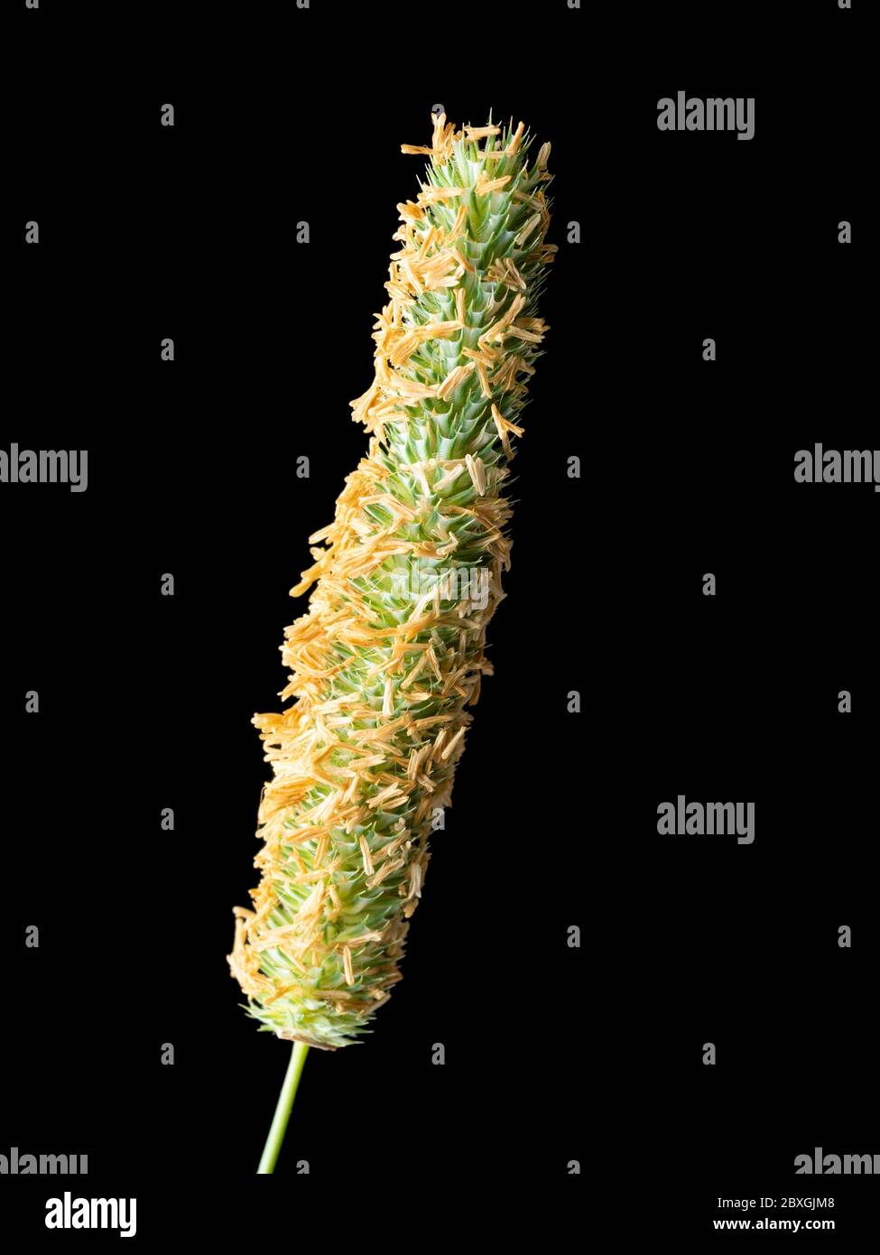 Testa di fiore di erba Timothy, Pratense di Phleum, un'erba nativa del Regno Unito foraggio Foto Stock