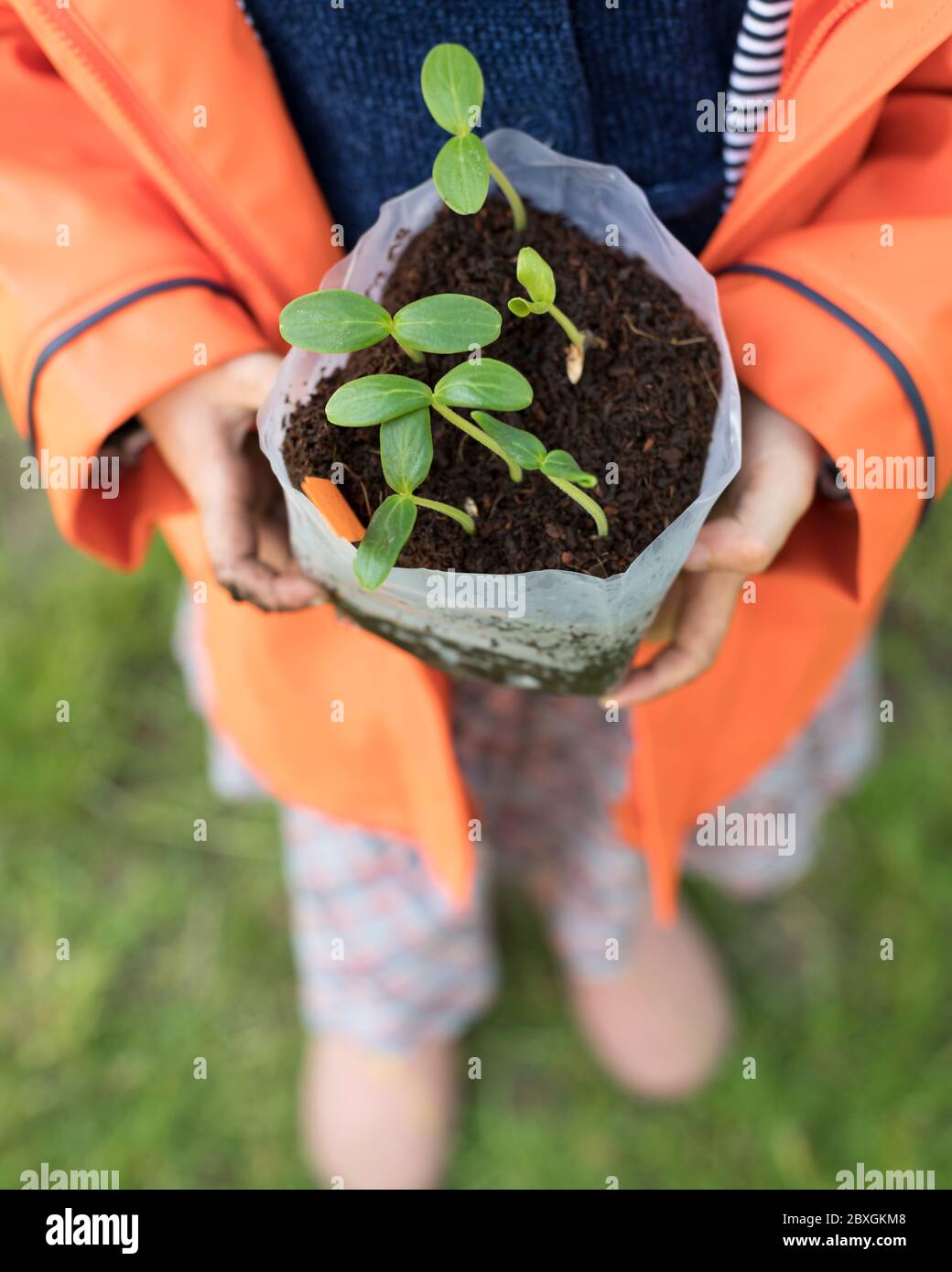 4 anni ragazza piantando e giardinaggio, piantando fuori piante di cetriolo, portando il cappotto di pioggia arancione/viola, giorno di sole, aiuti pre-schooler in giardino Foto Stock