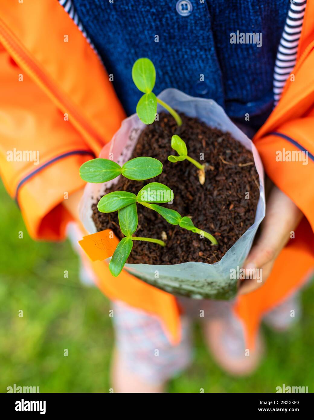 4 anni ragazza piantando e giardinaggio, piantando fuori piante di cetriolo, portando il cappotto di pioggia arancione/viola, giorno di sole, aiuti pre-schooler in giardino Foto Stock