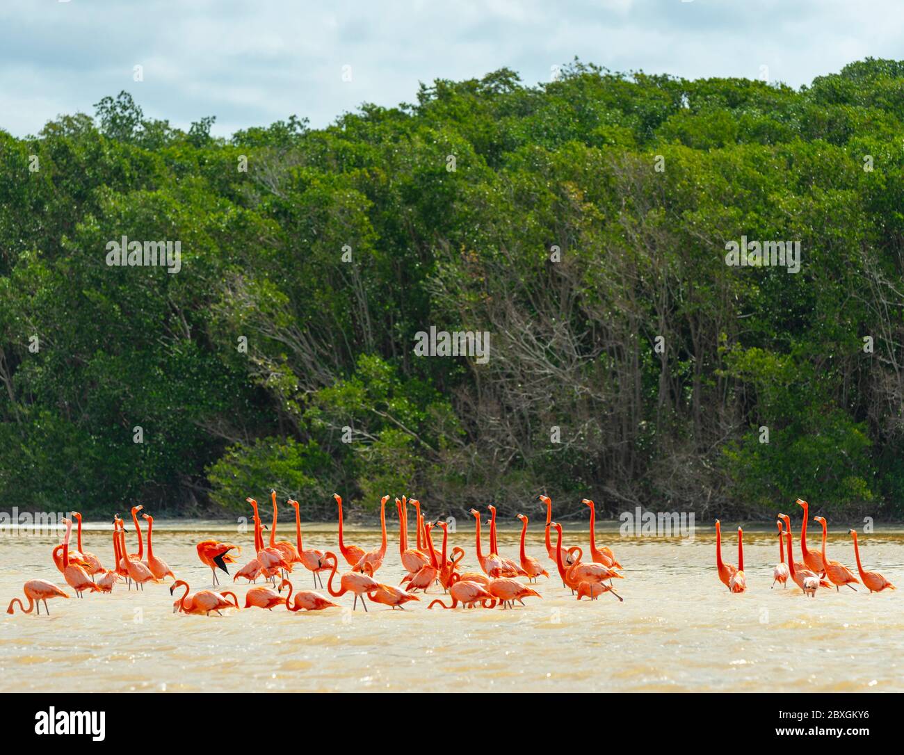 Un gregge di Flamingo Americano (Fenicotterus ruber) in una foresta di mangrovie, Celestun Biosfera Reserve, Penisola dello Yucatan, Messico. Foto Stock