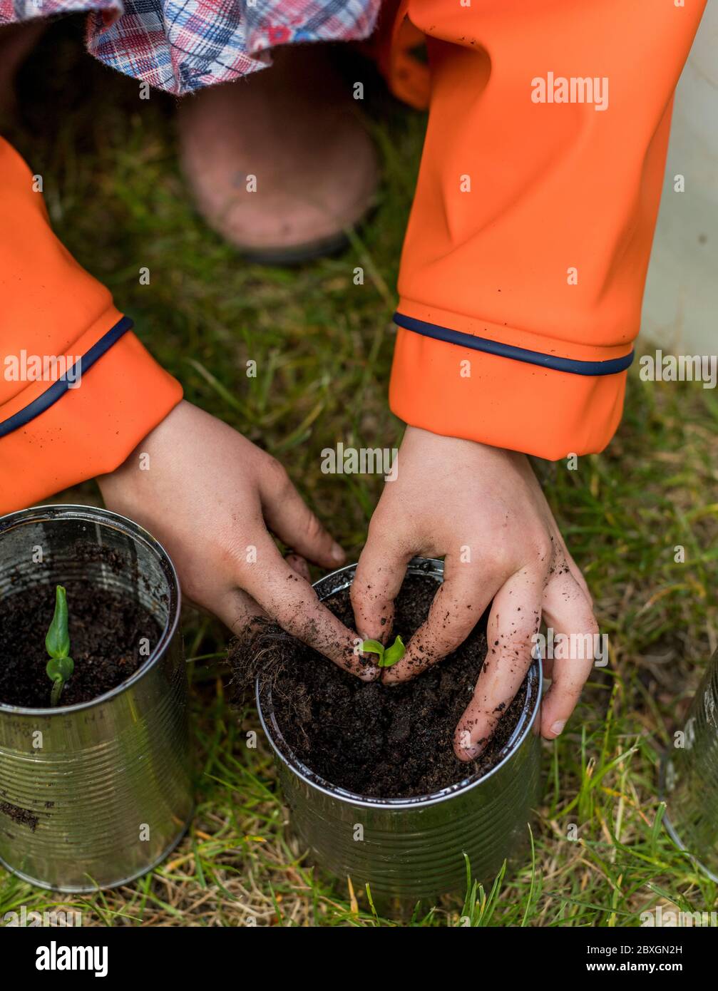 4 anni ragazza piantando e giardinaggio, piantando fuori piante di cetriolo, portando il cappotto di pioggia arancione/viola, giorno di sole, aiuti pre-schooler in giardino Foto Stock