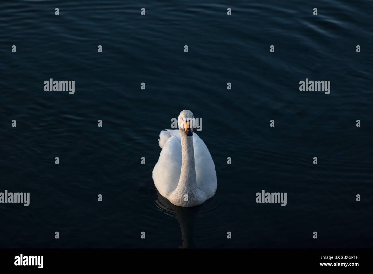 Swan al porto inn Gardabaer, Islanda - Svanur við Sjálandshverfið í Garðabæ Foto Stock