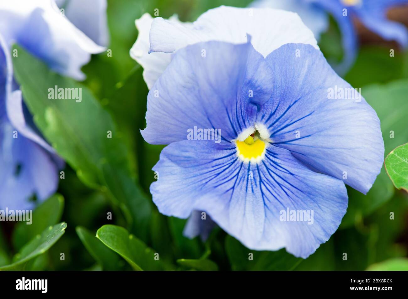 Viola o fiori di Pansies Chioseup in un giardino Foto Stock