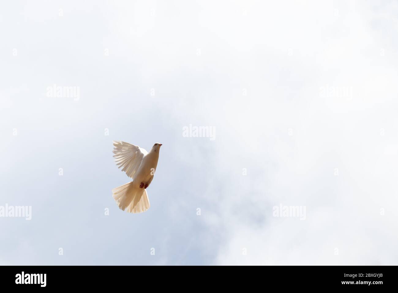 'Il simbolo della pace' piccione bianco che vola nel cielo Foto Stock