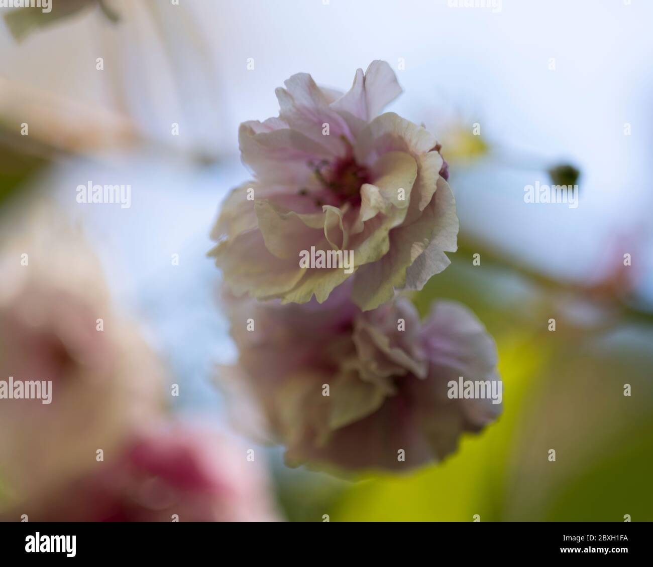 Fiore di ciliegio, primo piano di fioritura dei ciliegi in fiore, fioritura dei ciliegi rosa, fioritura dei ciliegi rosa, bella fioritura dei ciliegi Foto Stock