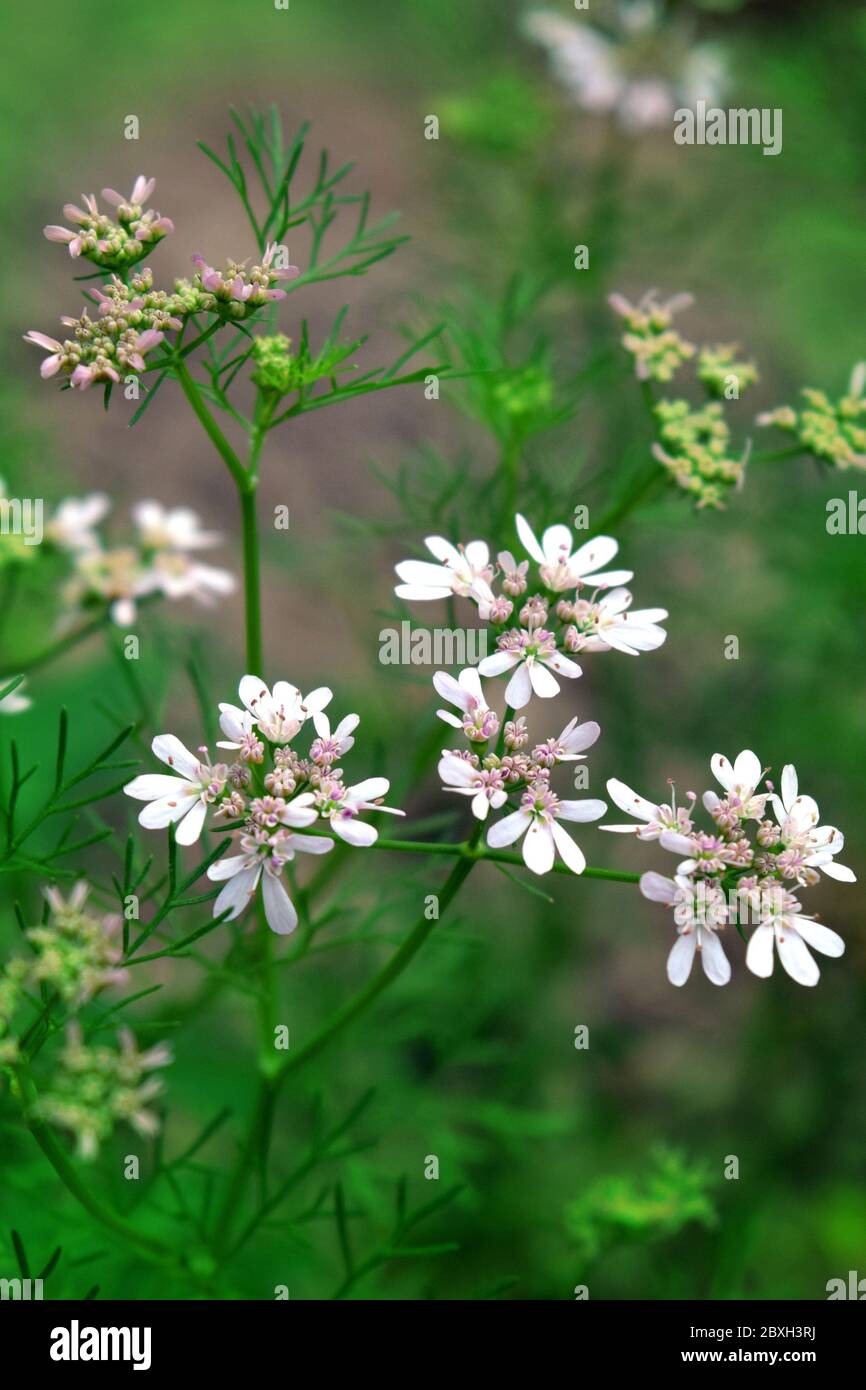 piante di coriandolo in fiore per ricetta alimentare , questo è un elemento importante per la cucina quotidiana e il fornello . Foto Stock