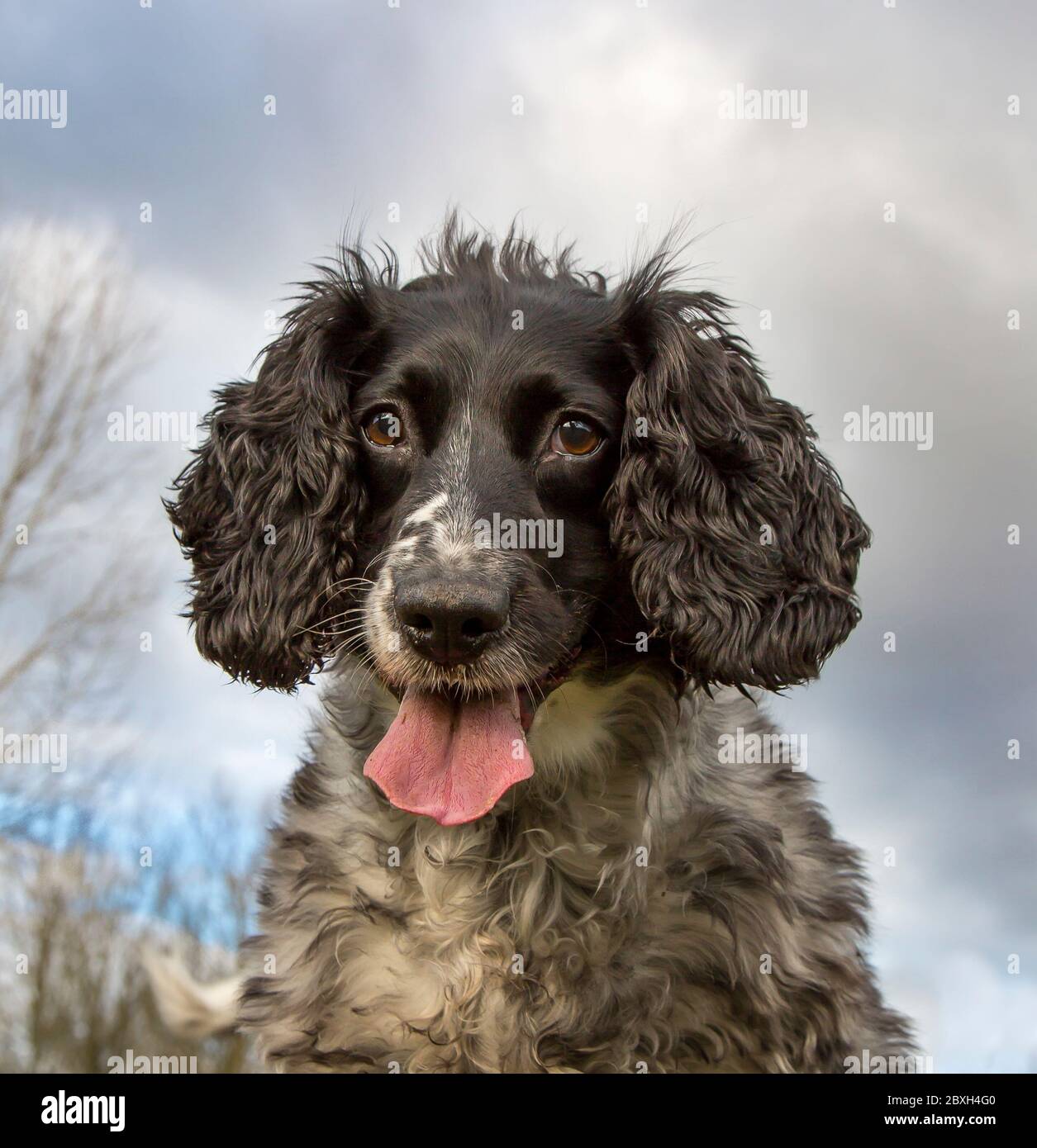 Vista frontale, testa ravvicinata del cane inglese Springer Spaniel isolato all'aperto fissando la telecamera con la linguetta che pende, ansing. Foto Stock