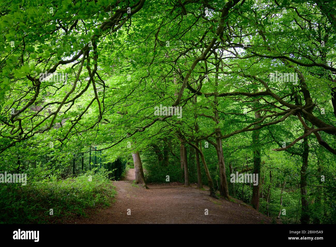 Bosco di faggio scena e sentiero Foto Stock