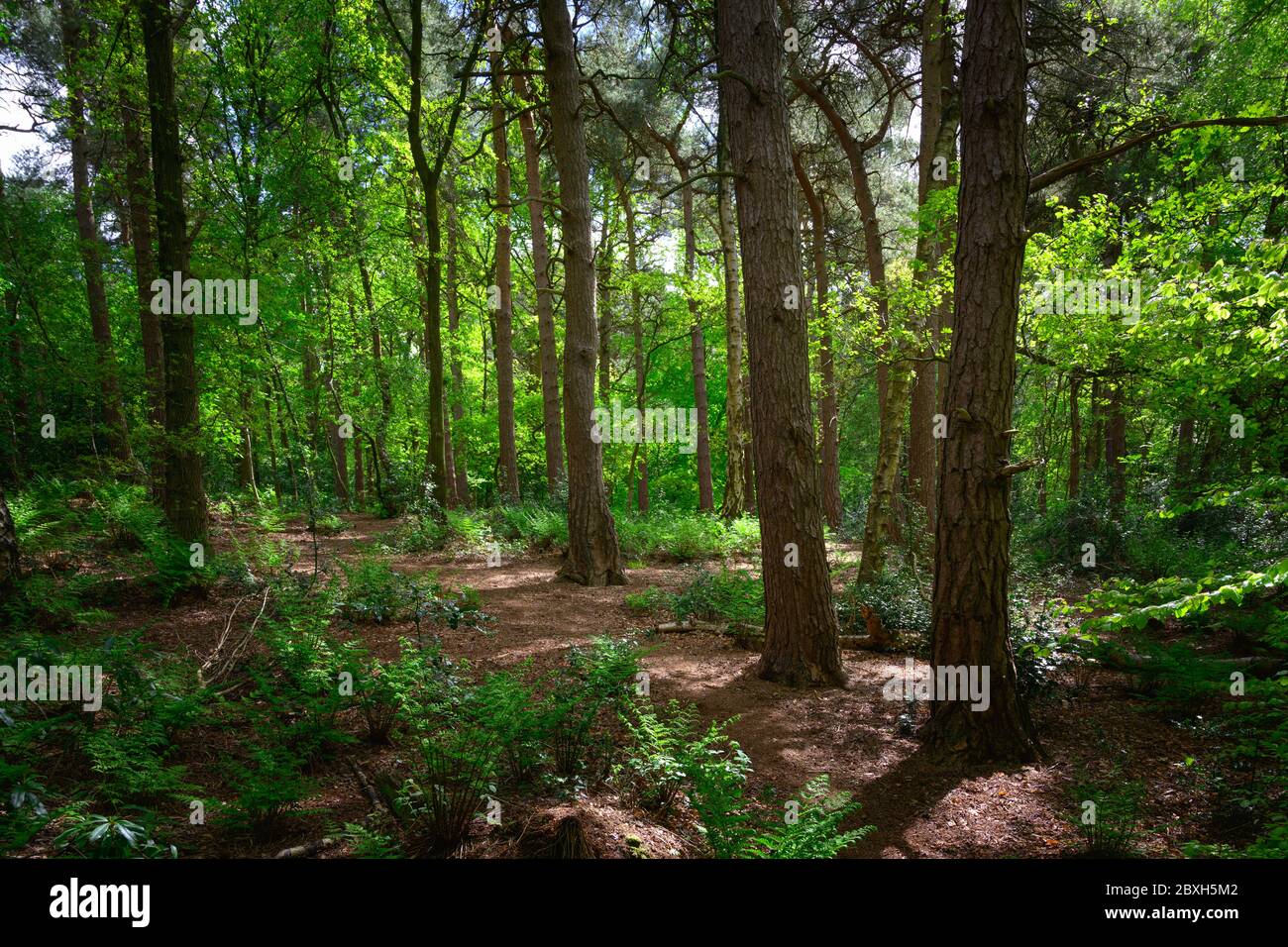 Bosco Inglese in Primavera con pini e Ferni Foto Stock