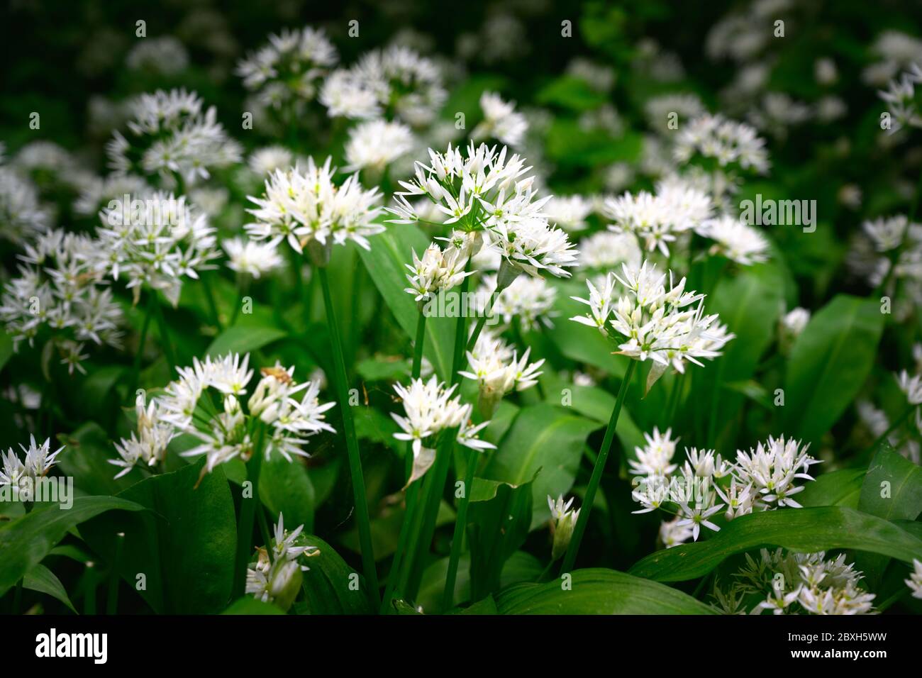 Fiori di aglio selvatico sul pavimento di legno Foto Stock
