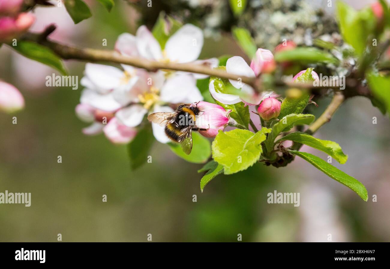 bombus pratorum bumblebee precoce Foto Stock