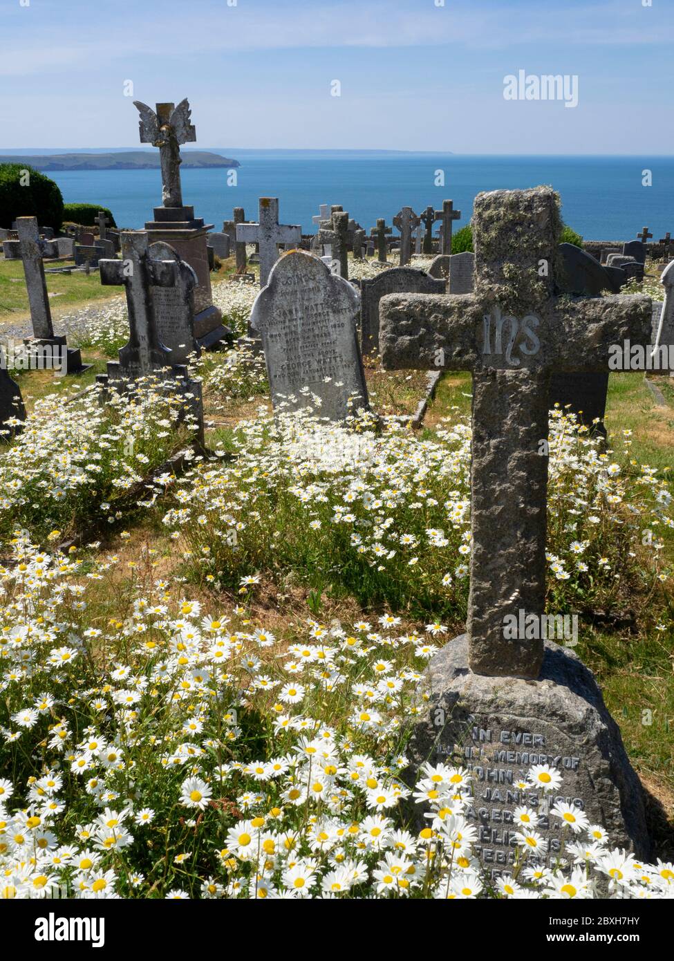 Oxeye daisies nel Cimitero Mortehoe, Devon del Nord, Regno Unito Foto Stock