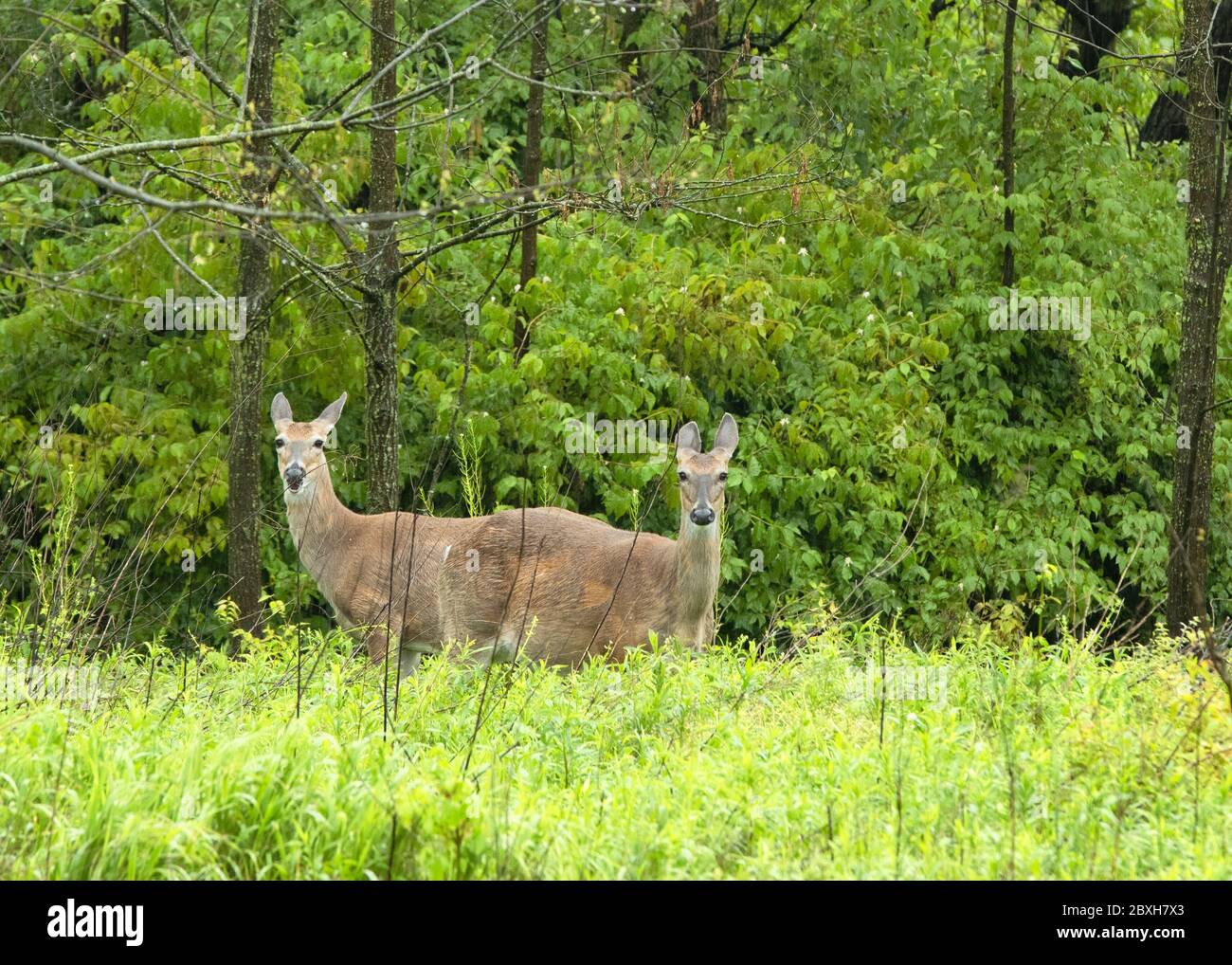 Cervi bianchi in coda nei boschi del Kentucky settentrionale Foto Stock