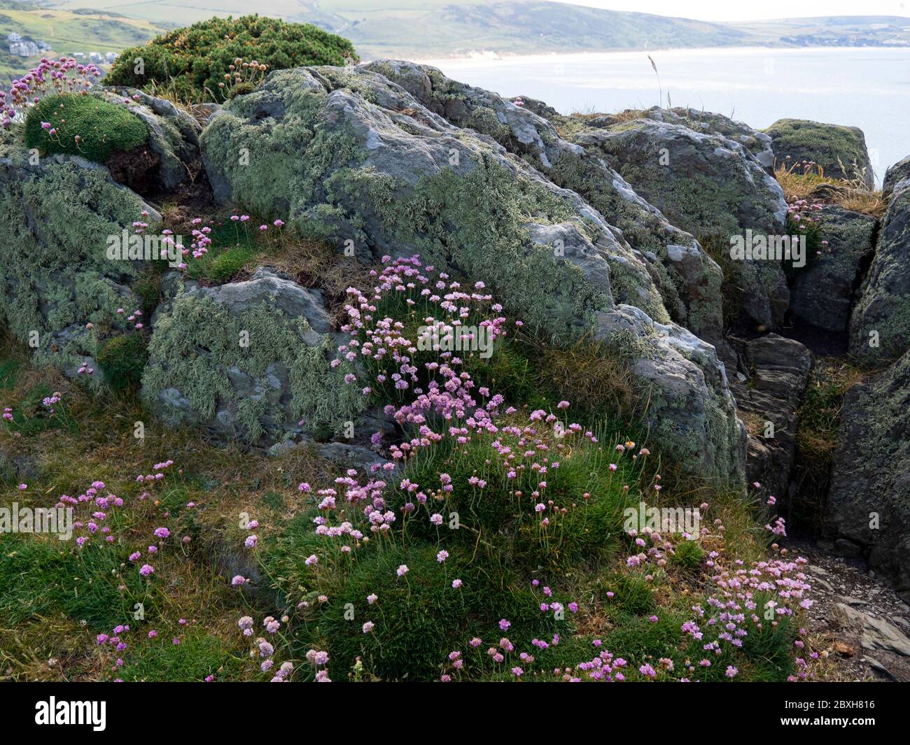 Pink di mare e licheni che crescono su rocce 'denti di male' lungo la spina dorsale di Marte Point, Devon del Nord, Regno Unito Foto Stock