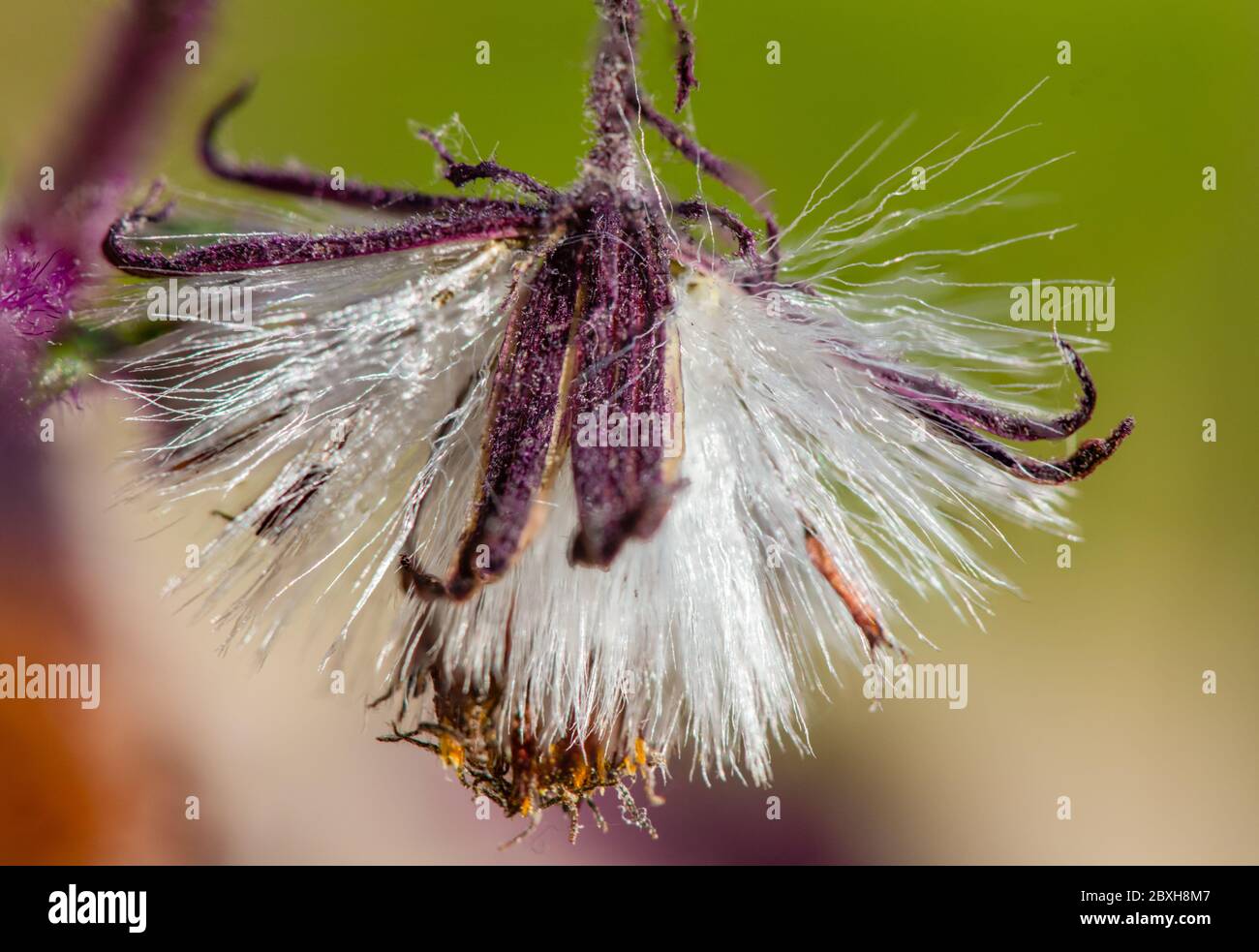 Particolare di un fiore di una Gynura aurantiaca, una pianta viola, che emette un odore sgradevole. Foto Stock