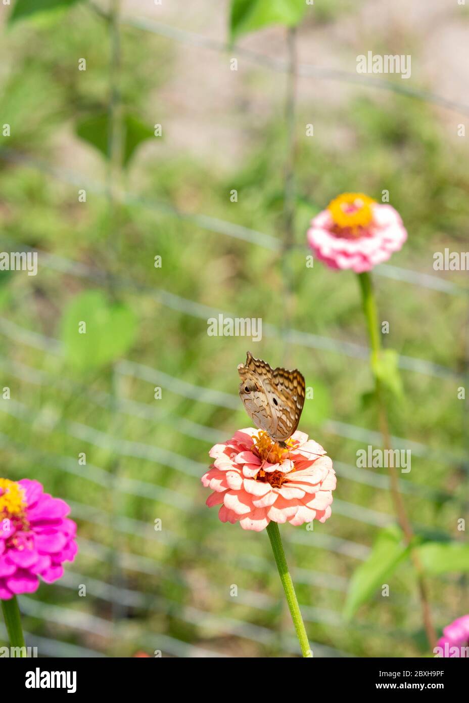 Una farfalla bianca di pavone su un fiore di zinnia. Foto Stock