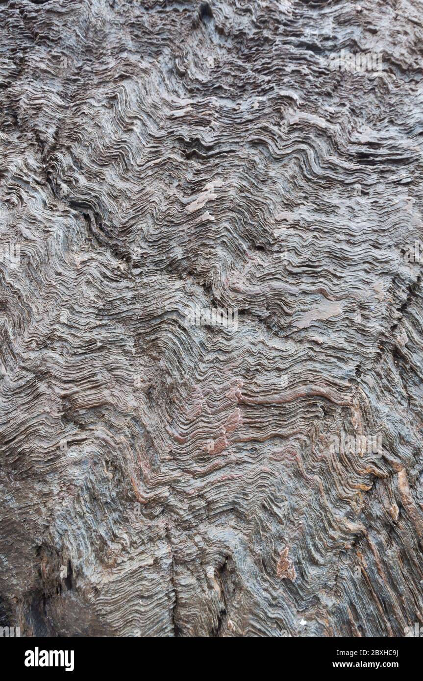 Primo piano di strati sottili molto piegati e increspati sulla superficie di roccia sulla costa del Devon. I singoli livelli appaiono come carta. Foto Stock