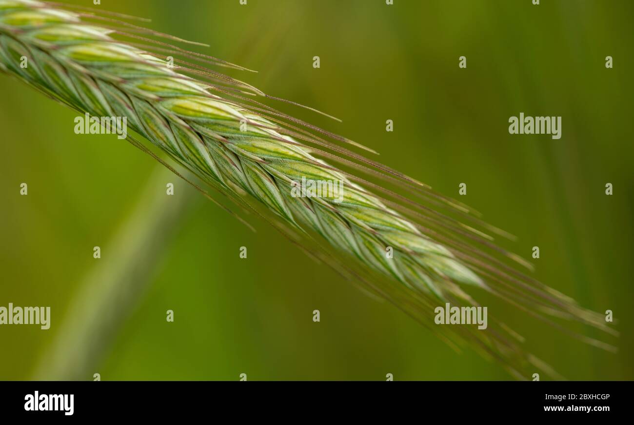 Primo piano di una pianta di orzo crescente Foto Stock