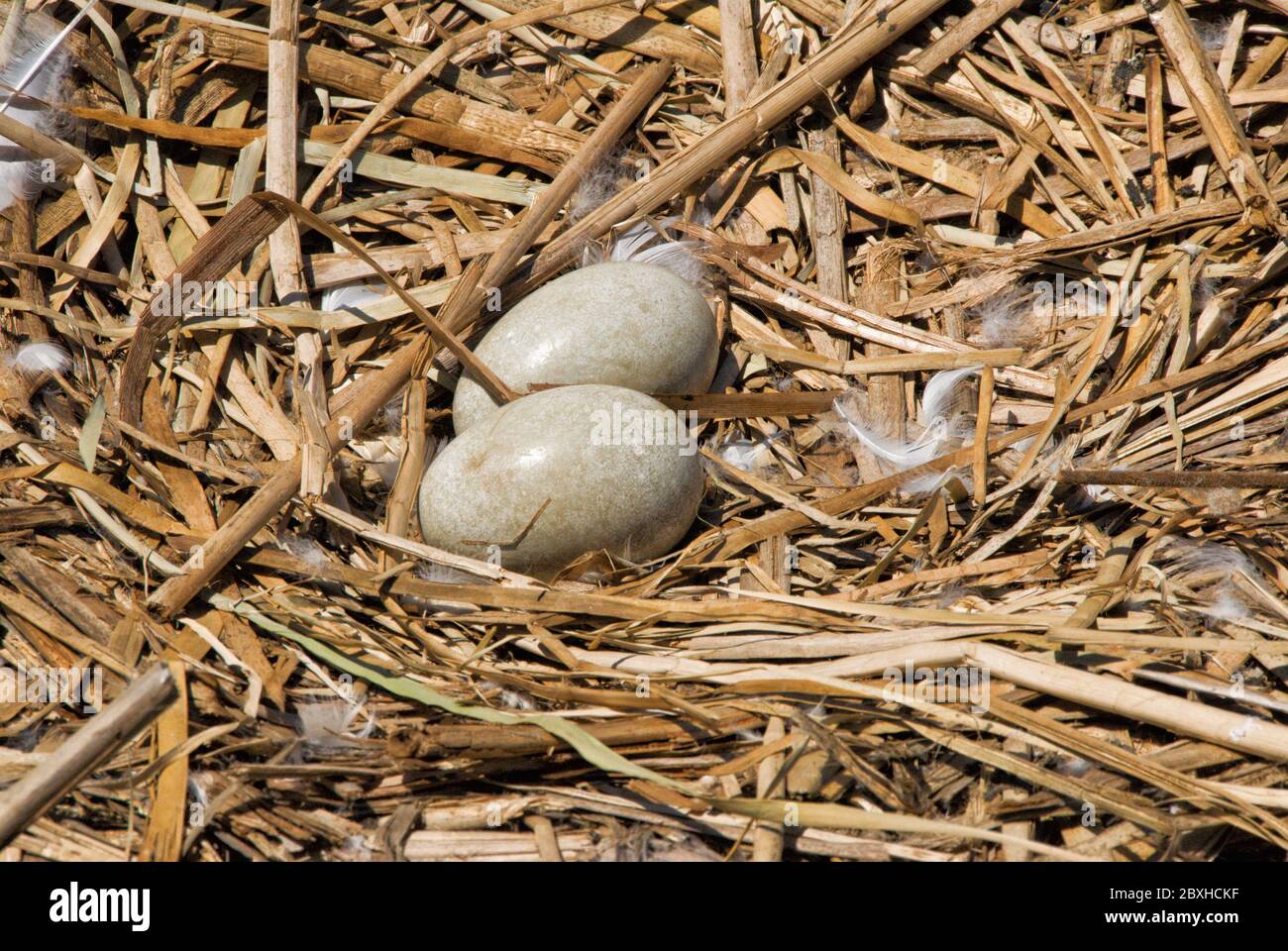 Due uova di cigno mute non schiudute in un nido vuoto sul bordo d'acqua di un lago a Myrtle Beach, South Carolina. Foto Stock