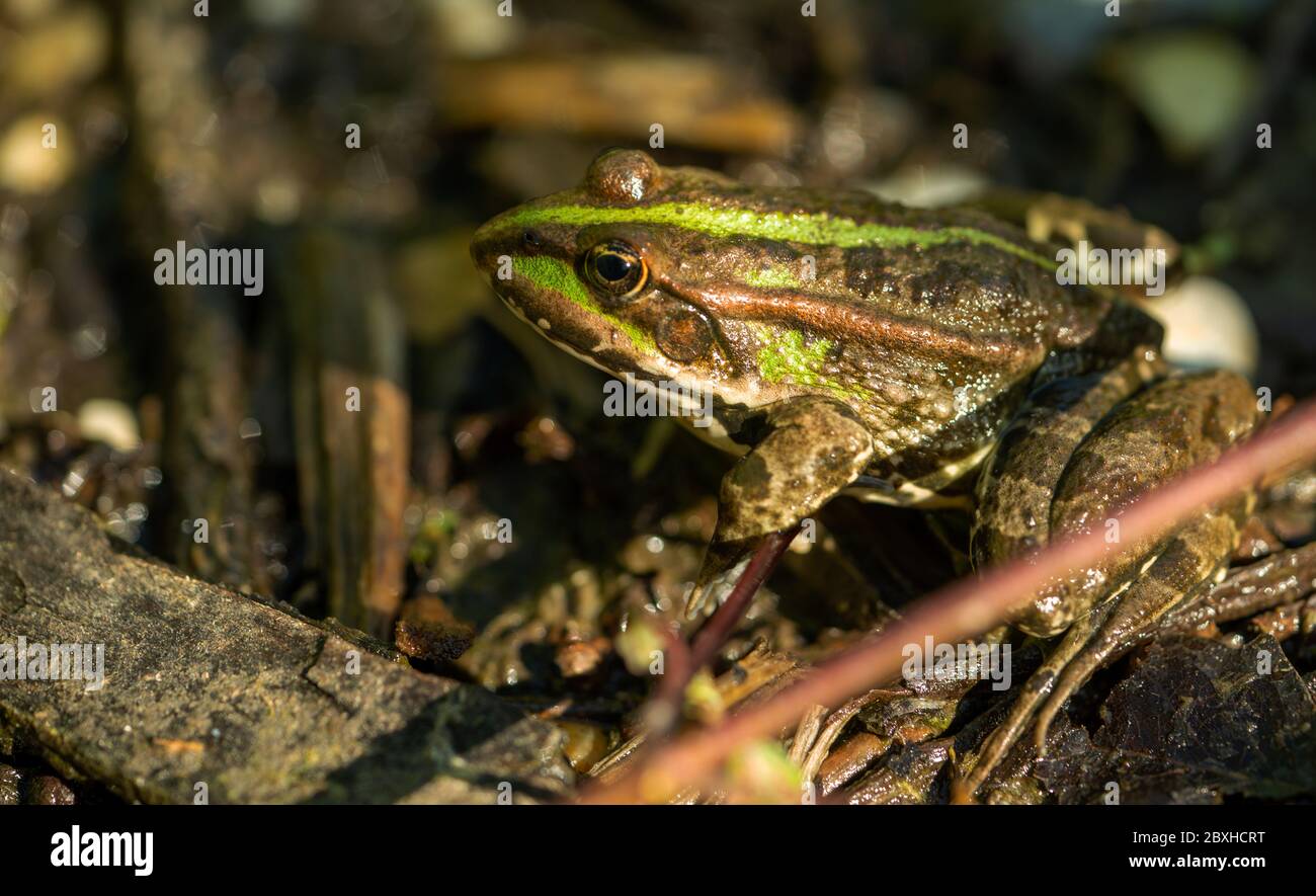 In prossimità di una rana Foto Stock