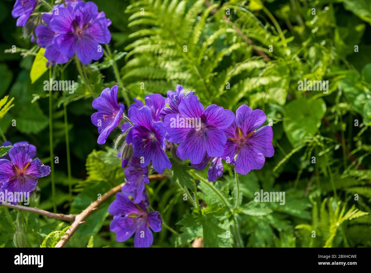 Geranio Foto Stock