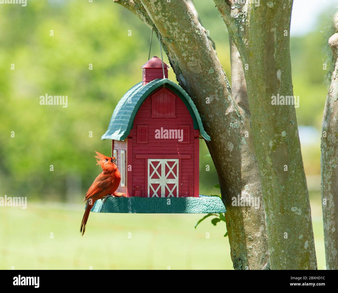 Maschio rosso cardinale appollaiato su un alimentatore di uccelli in stile fienile. Foto Stock