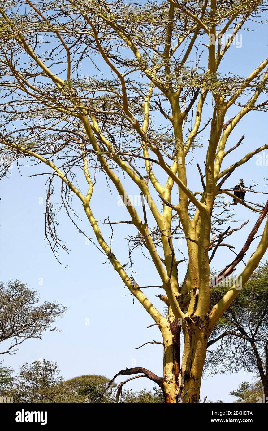Febbre albero, corteccia gialla, Vachellia xanthophloea, corteccia esegue fotosintesi, natura, deciduo, grande uccello su ramo, Parco Nazionale Serengeti, Tanza Foto Stock