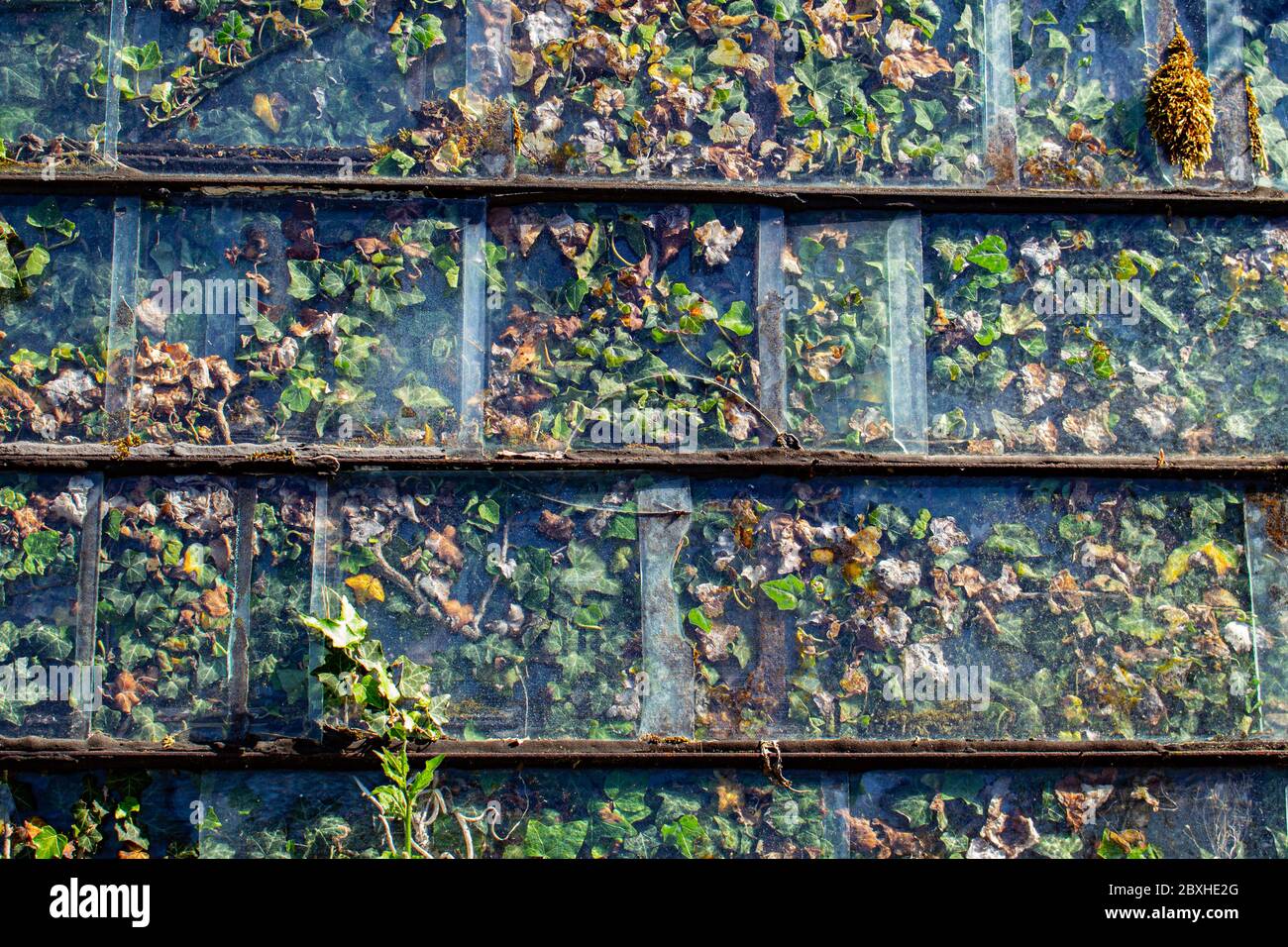 Vecchio pannello di vetro con edera che cresce dietro di esso come sfondo Foto Stock