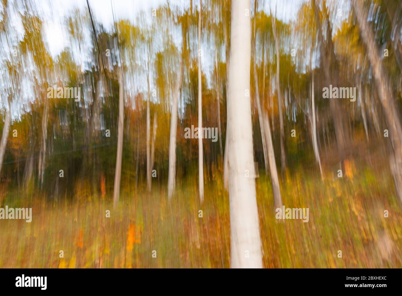 Sfocatura del movimento verticale dello sfondo impressionista della foresta con forte tronco di albero bianco. Foto Stock