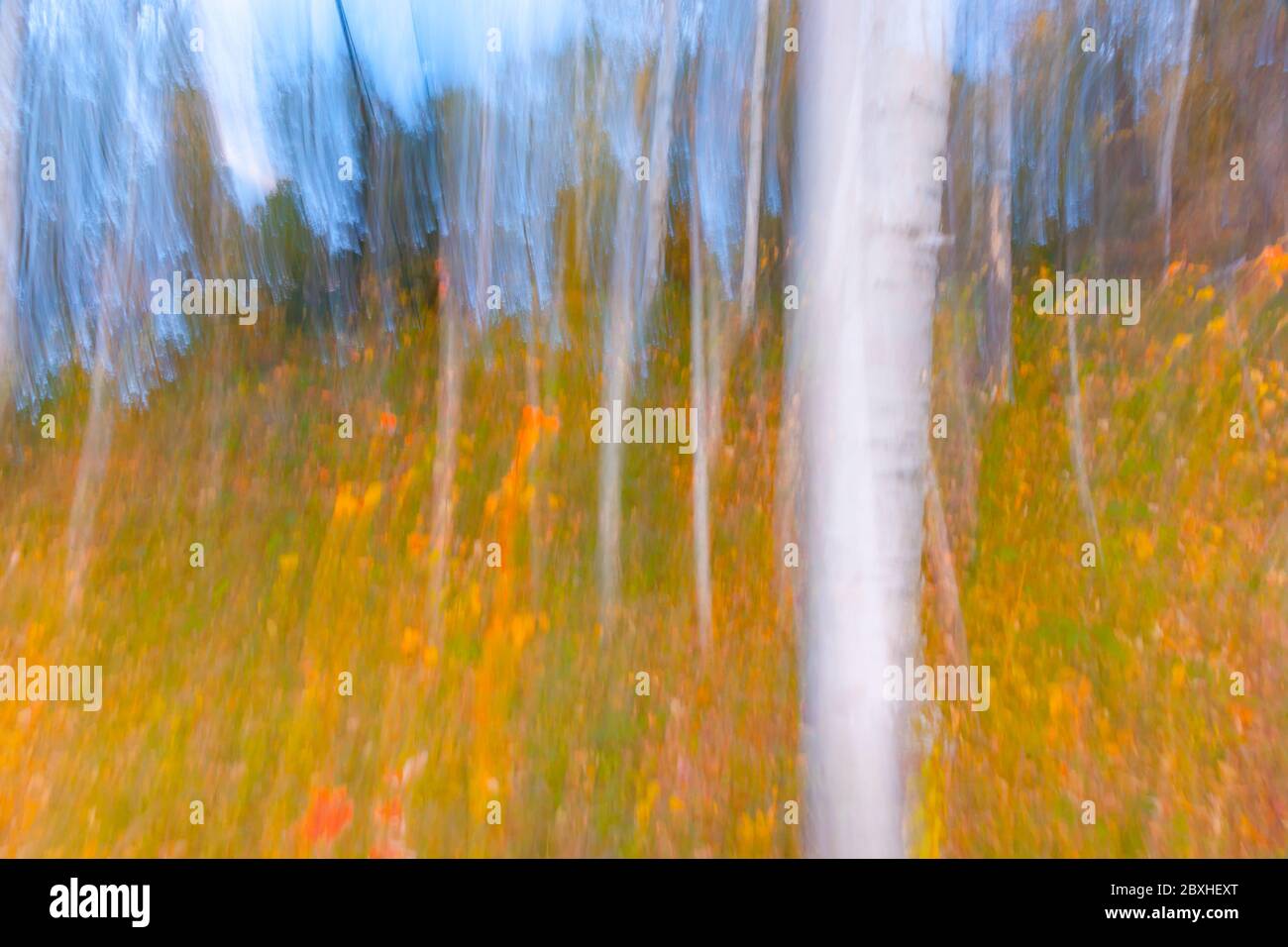 Sfocatura del movimento verticale dello sfondo impressionista della foresta con forte tronco di albero bianco. Foto Stock