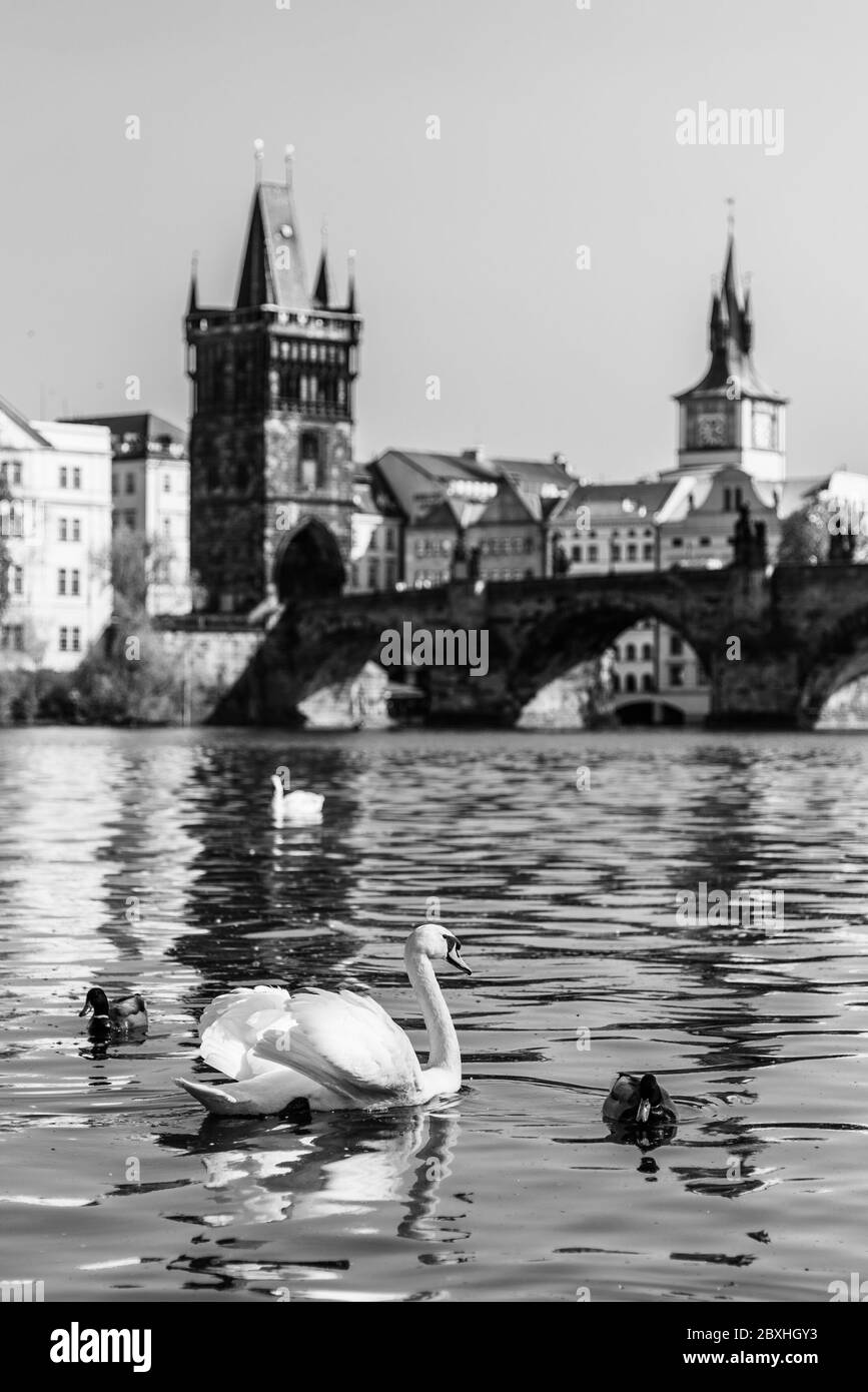 Vista sul ponte Carlo e Swans sul fiume Moldava a Praga al tramonto, Repubblica Ceca. Immagine in bianco e nero. Foto Stock