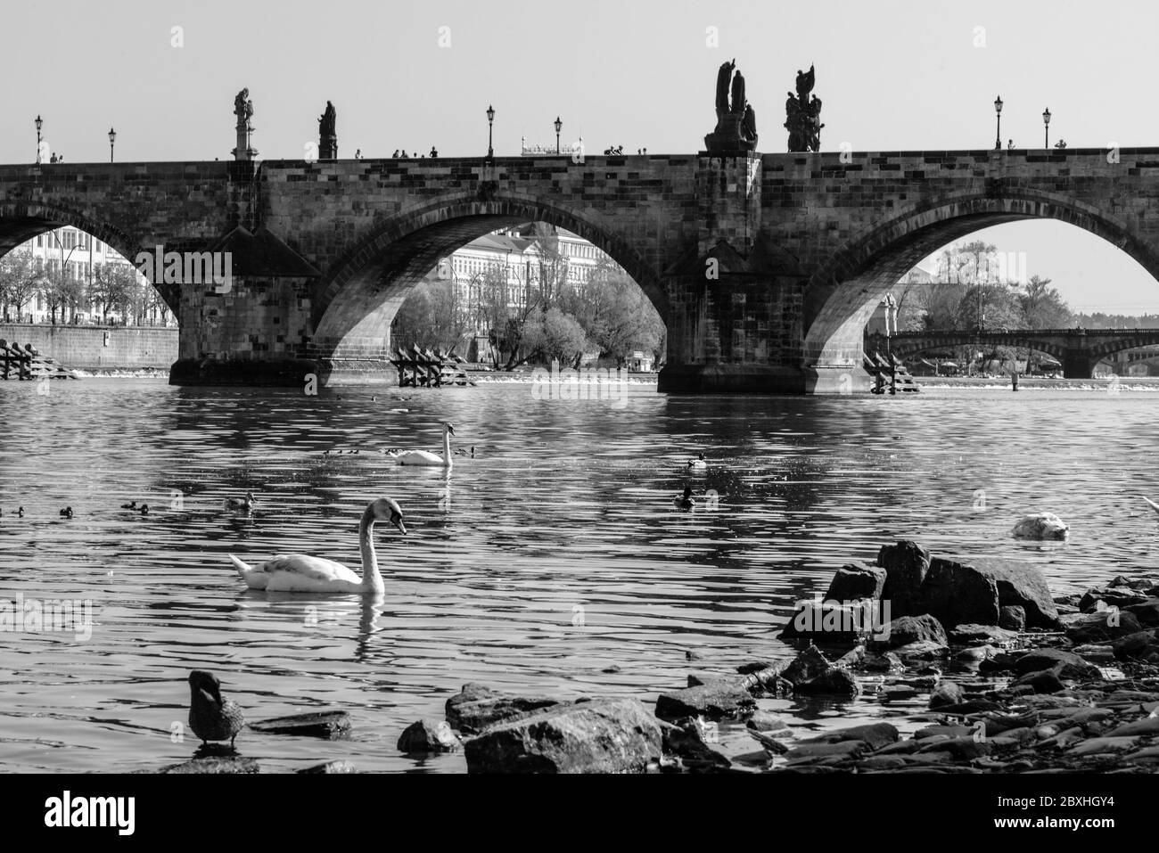 Vista sul ponte Carlo e Swans sul fiume Moldava a Praga al tramonto, Repubblica Ceca. Immagine in bianco e nero. Foto Stock
