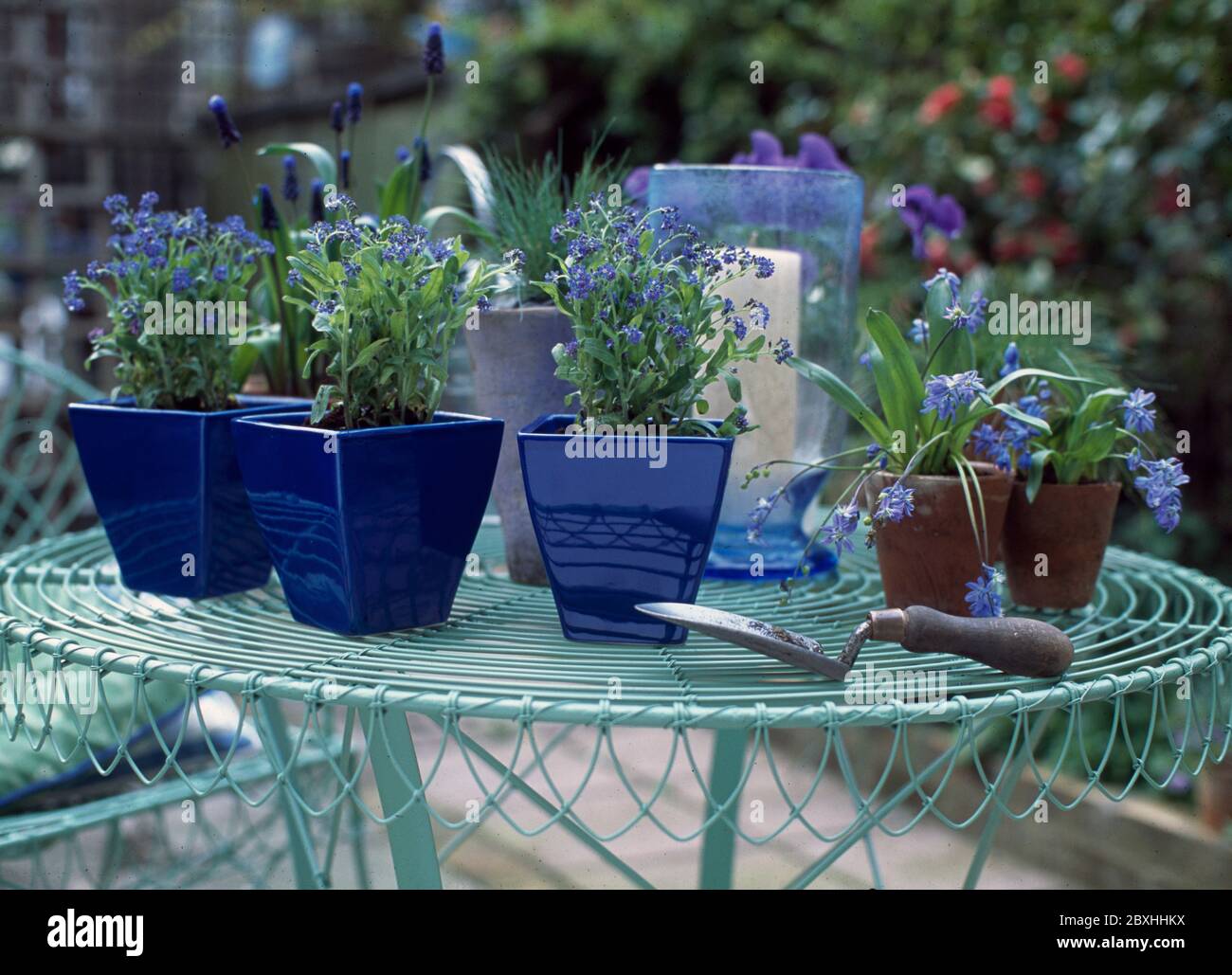 Vasetti blu cermaico con piante blu su tavola verde metallo giardino Foto Stock