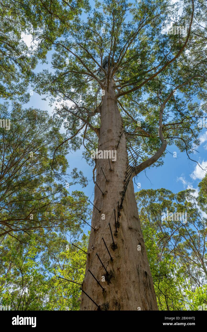 Il Gloucester Tree, un enorme albero di Karri (Eucalyptus diversicolor), precedentemente un punto di osservazione del fuoco, Gloucester National Park, Pemberton, Australia Occidentale Foto Stock