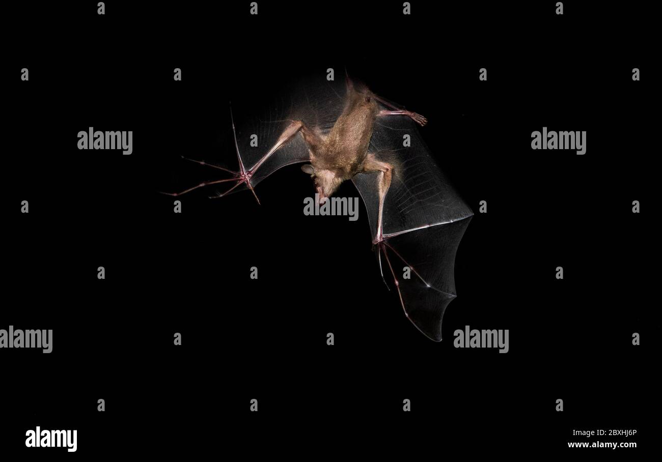 I pipistrelli di frutta mangiano e volano Foto Stock